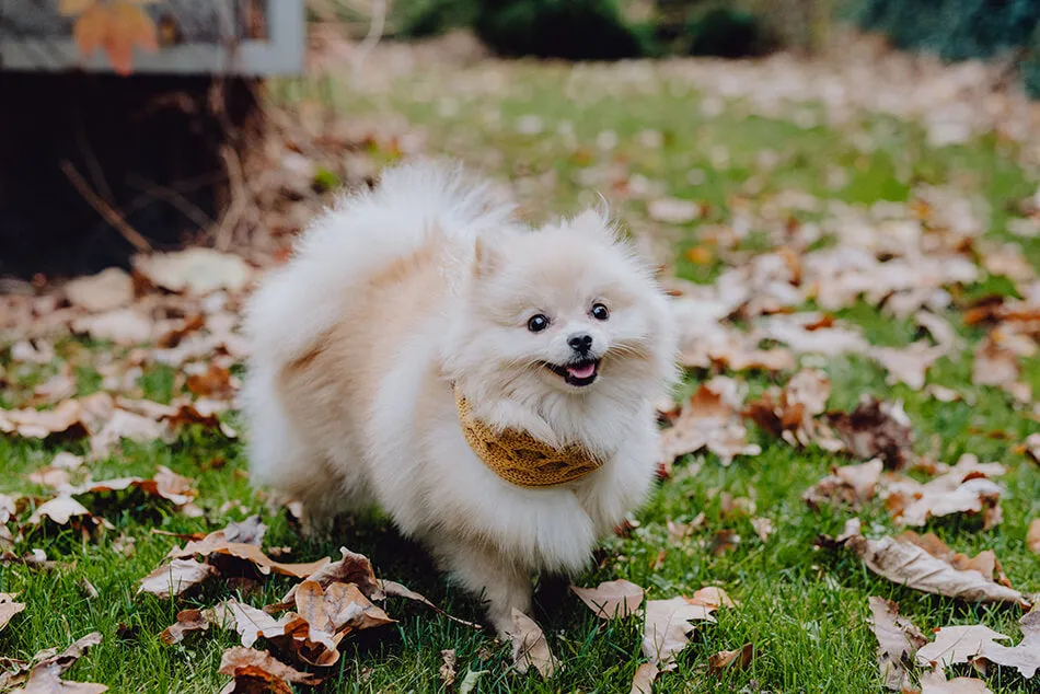 Bowl and Bone Luxury Chimney Dog Scarf Red